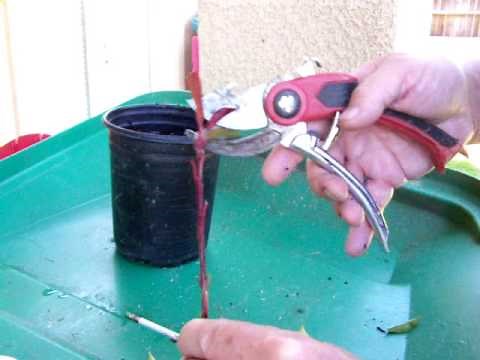 How to grow photinia from cuttings and other plants from cuttings / method.