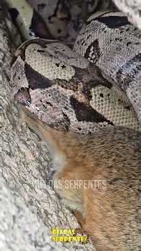 Boa constrictor captured a rock cavy
