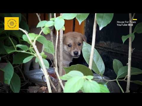 Abandoned stray puppy refuses to go outside after being taken home,worrying abandonment by its owner