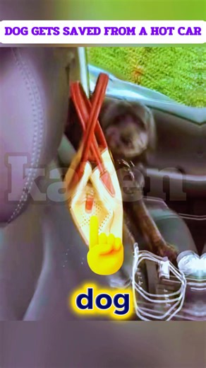 DOG GETS SAVED FROM A HOT CAR | Ubat Parut Berkesan