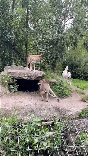 A rare moment of wolves just being wolves 🐺