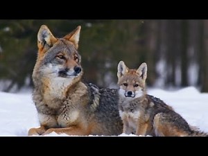 Coyote and Baby Coyote Walking in a Snowy Forest | Adorable Wildlife Moment!