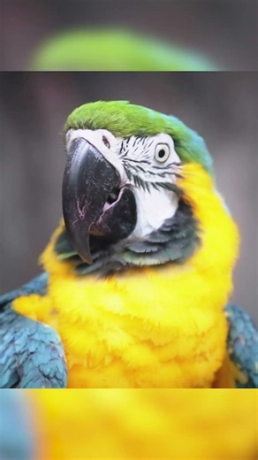 OLED HDR Wildlife Test https://youtu.be/-tXW6EZMzWk