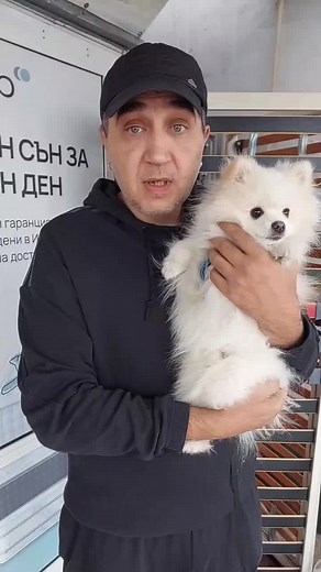 Caring for Senior Dogs: A Guide with Pomeranians