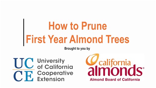 Are you setting your young almond trees up for success? Learn how to properly prune first year almond trees with UC ANR's Dr. Brent Holtz. Watch the full video here: https://www.youtube.com/watch?v=R_vvPQyHWfI | Almond Board of California | Facebook