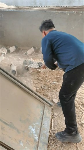 Catching Piglets in Rural Farm #catch #catching #pig #pigfarmvideo #animals #shortvideo #viralvideo