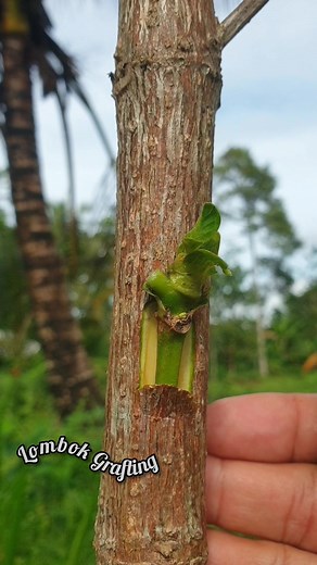 #sambungpucuk #sambungsisip #grafting #graftingtreefruits #sambungsusu #okulasi #topworkingtechniques #roses #reelsfb #injerto #การต่อกิ่ง #fruits #gardening #farming #bonsai #injerto | Lombok Grafting