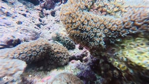 13 reactions | Octopus are such interesting creatures!! Yesterday...