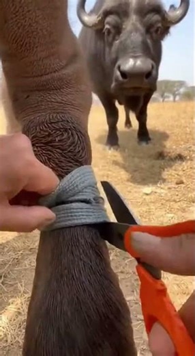 Hands Cutting Strap in a Savanna Crevice