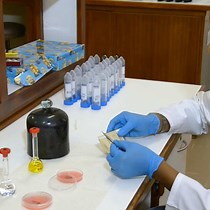 Video: Complementary Use of Microscopic Techniques and Fluorescence Reading in Studying Cryptococcus-Amoeba Interactions