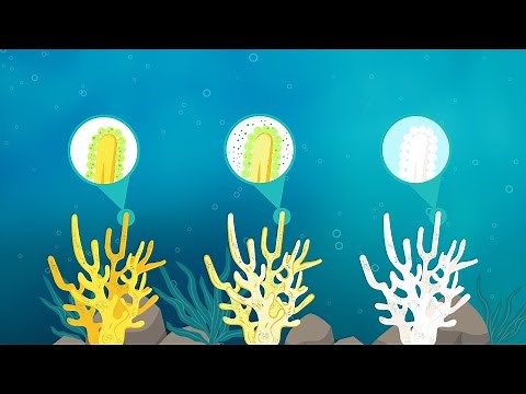 What is coral bleaching?