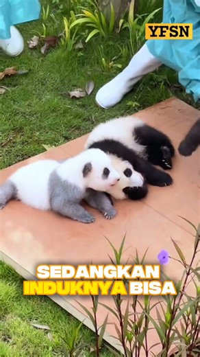 A baby panda only weighs 100 grams. And other unique facts #animals #panda #shortsvideo #shortvideo