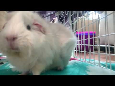 Bianca's ultimate guinea pig rumble strutting