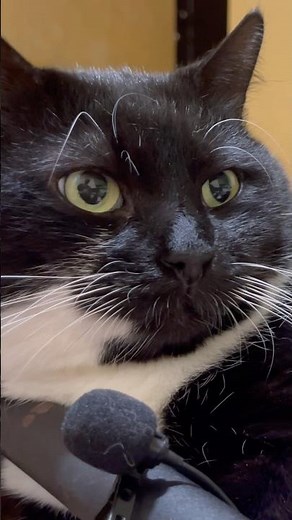 Purring Cat sound for Relaxation. Cute Cat purring. Relaxing video for sleep #purr #purring #relax