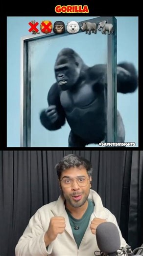 Animals VS Bulletproof Glass 🦁🦘