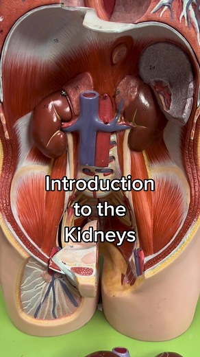 Introduction to the kidneys #kidney #kidneys #renal #urinarysystem #renalsystem #anatomylesson #learnontiktok #edutok #anatomy #anatomylab #anatomytips