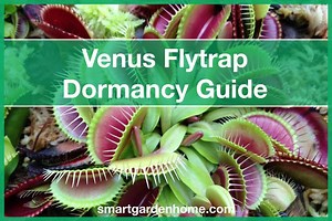 Venus Flytrap Dormancy Secrets Unlocked - Smart Garden and Home