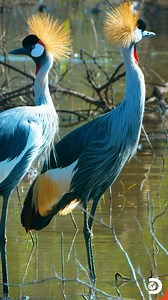 23K views · 314 reactions | Late January to February in the Serengeti...