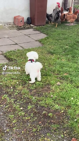 Pies Pasterki i Jego Kurki: Śmieszne Chwile