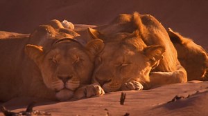 West-Friezin leeft in Namibische woestijn om leeuwen te redden