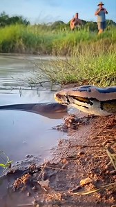 Python vs electric eel 😦🐍 #wildlife #animals | Lalit Kumar