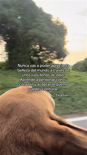 Reflexiones de Thorfinn en Vinland Saga