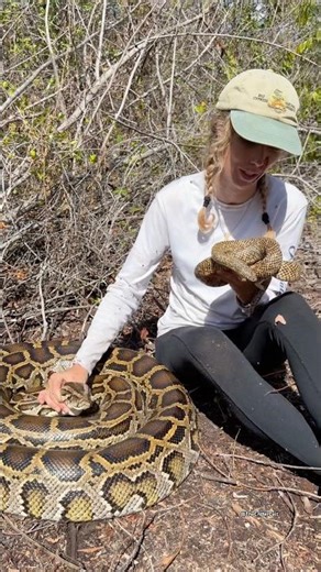 Python and Kingsnake double find! These kings will actually eat baby pythons!