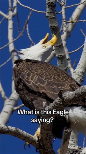 A Bald Eagle sings toward the sky. Do you know what this behavior indicates?
