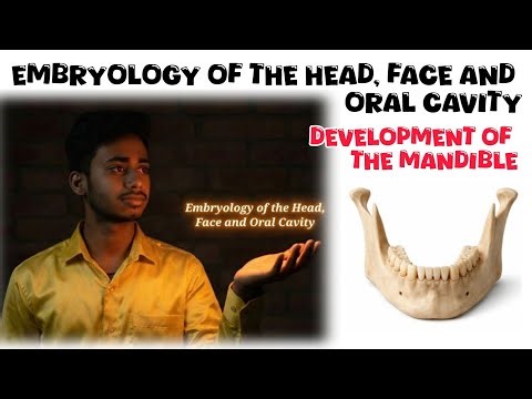 Embryology of the Head, Face and Oral Cavity (DEVELOPMENT OF THE MANDIBLE) 