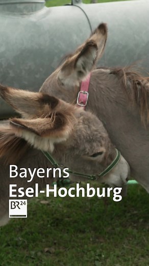 Mit einem Esel zur Erstkommunion fing es an: Heute gehört Patrick Allinger die wohl einzige "Esel-Hochburg" Bayerns. | BR24