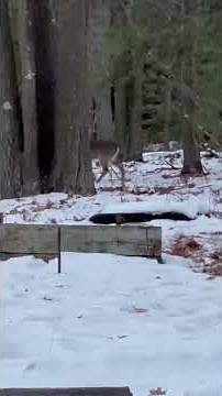 back in my 10 acres a button buck just taking it easy