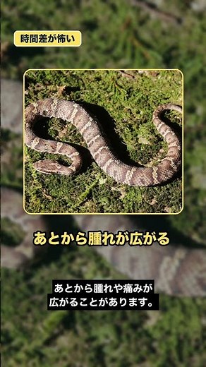 【日本の毒蛇】マムシに噛まれても平気な人がいる理由#マムシ#毒蛇#爬虫類#動物#生き物#雑学#生態雑学#生態#animals#shortvideo#shorts
