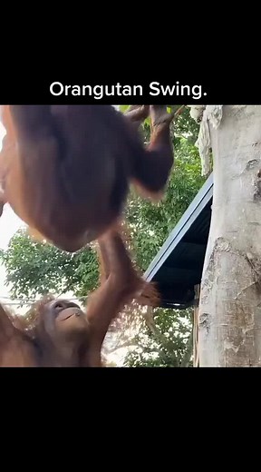 swag orangutan. on TikTok