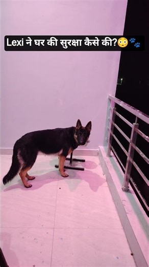 Jab ghar ki security German Shepherd ke haath me ho 😎🐕#shorts #germanshepherd #viral #trending #love