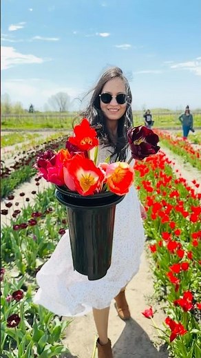 Tulip Dreams at TASC 🌷✨ #travel #shorts