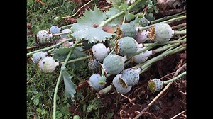 Deputies discover illegal poppy field worth up to half a billion dollars in N.C.