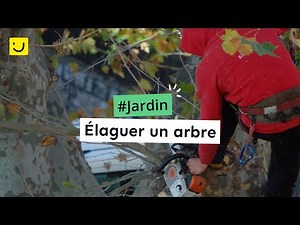 Élaguer un arbre