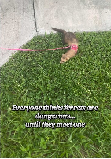 Ferrets get a bad rap — but wait till you see how sweet they are!” #ferret #ferretsoftiktok #ferretvideos #ferretlove