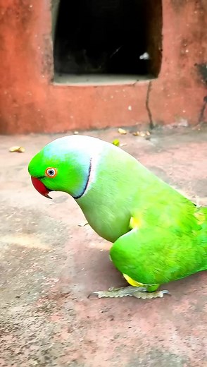 288K views · 10K reactions | Mummy|talking parrot #shorts #facebookreels #reelsfb #reelsviral #reelsvideo #talkingparrot #birdlovers digital diaries | digital diaries | Facebook