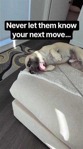 Never let them know your next move… #frenchbulldog #funnydog #talkingdog #dogshorts #dogsofyoutube
