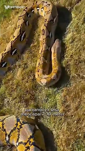 The Longest Snake in the World | Reticulated Python