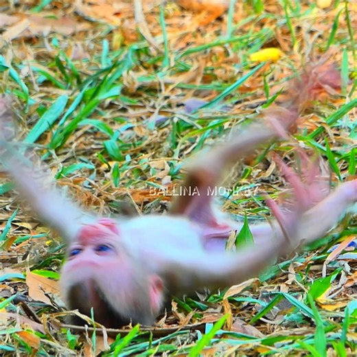 Who make newborn baby monkey cries on ground like this ? | Ballina Monkey