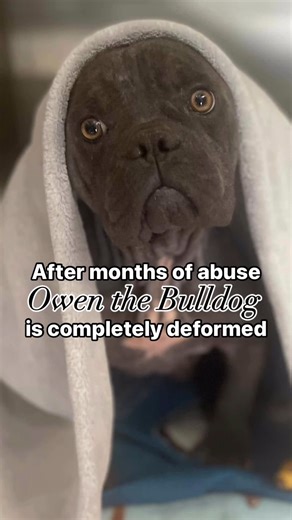 This #frenchbulldog has survived unimaginable abuse. Donate now: https://bit.ly/4cXANzC | CUDDLY