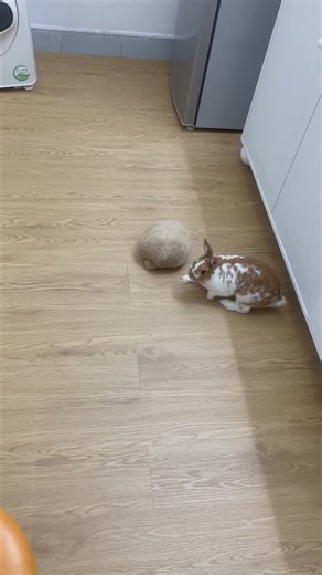 The rabbit is playing with a ball