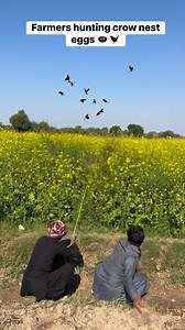 Farmers hunting crow nest eggs 🪺🐦‍⬛#farmer #hunting #crow #nest #eggs #Hunter #birds 😱 | Farmers Hunt Shorts