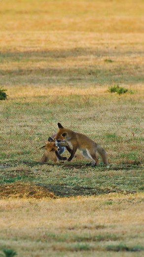 Small fox puppies playing wrestling #small #fox #puppies #wrestling #cute #nature #wildlife HA79866 | HAWI Studios
