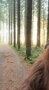 “Watch Bigfoot’s hilarious forest vlog where his giant hand keeps covering the camera! 🦶😂 He tries different angles, drops the camera, and laughs at himself. Realistic forest sounds only — leaves rustling, birds chirping, and wind blowing. 100% lifelike and funny — the ultimate Bigfoot clumsiness moment! Share for laughs and savage forest humor.” | Bigfoot Vlog Adventures