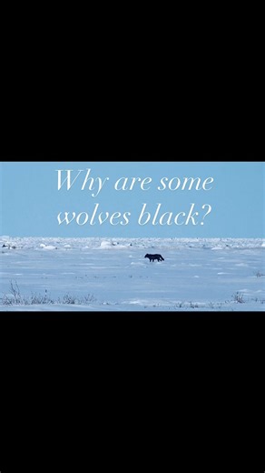 12K views · 247 reactions | A black wolf has been spotted around...