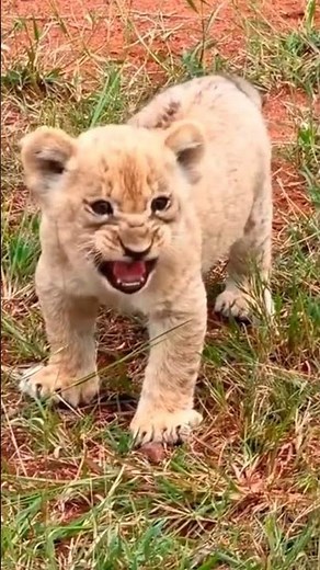 Tiger Baby Cute and Funny Moments | Little Tiger Cub Playing | Amazing Wild Animal #shorts