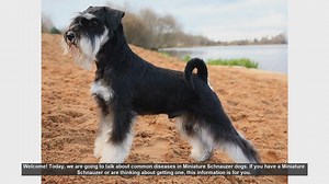 Common Health Issues in Miniature Schnauzers: What Every Owner Should Know